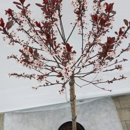 Dvergblodplomme , oppstammet 80 cm