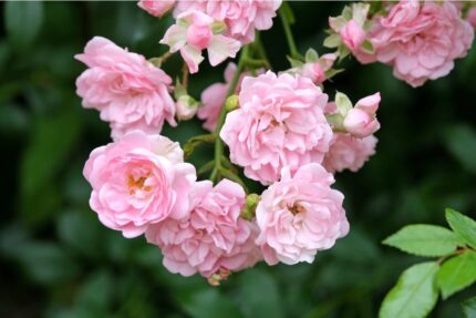 Kryprose "Pink the Fairy" 3,5 l potte