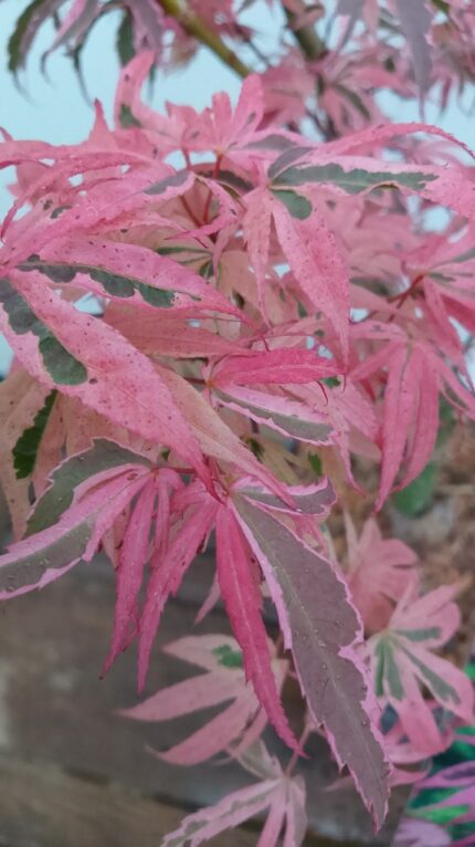 Japansk lønn "Extravaganza" 50/60  cm, pottest 3 liter