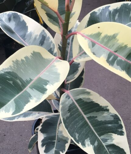 Ficus elastica Tineke - 60 cm