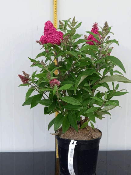 Sommerfuglbusk , buddleja dav. "Candy Little Ruby" pottestr. 3 l.