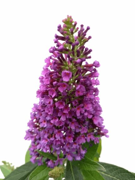 Sommerfuglbusk "Candy Little Lila", pottestr. 4 l.