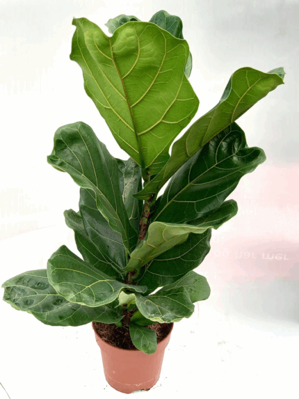 Ficus #Lyrata"  70 cm 2 l potte