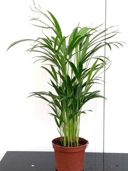 Areca Palme 60/70 cm