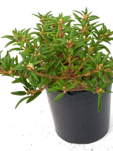 Finnmarkspors 30/40 cm