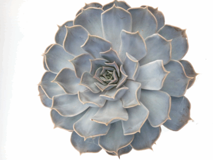 Sukkulent "Echeveria Lilacina"  20 cm bredde 10 cm høyde