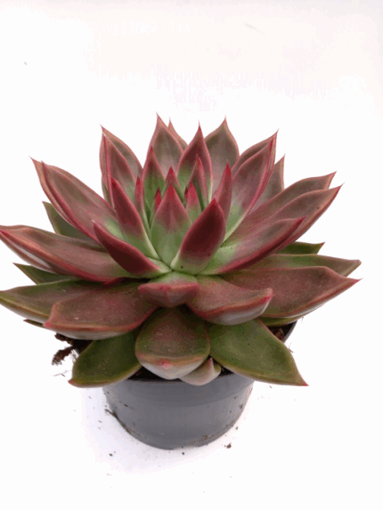 Sukkulent "Echeveria Parva"  20 cm bredde 10 cm høyde