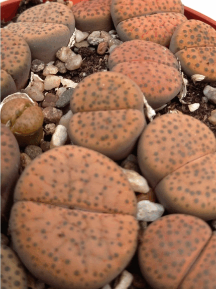 Levende stein "Lithops"