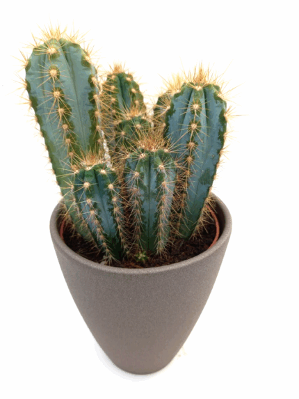 Kaktus i grå keramisk potte 15 cm høyde på potten-1