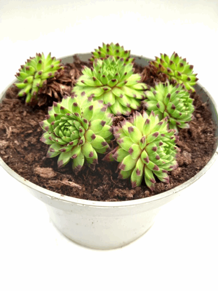 Takløk, sempervivum, 1,5 liter potte-1
