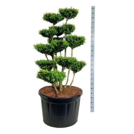 Buxus spempervirens 125-150  cm Bonsai