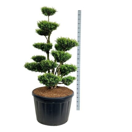 Buxus spempervirens 150-175  cm Bonsai