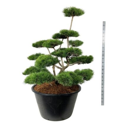 Vrifuru "Pinus Contorta" 150-175