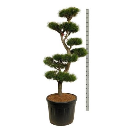 Vrifuru "Pinus Contorta" 150-175