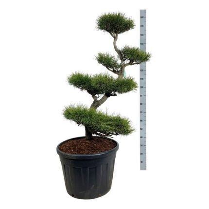 Vrifuru "Pinus Contorta" 100-125 cm-1