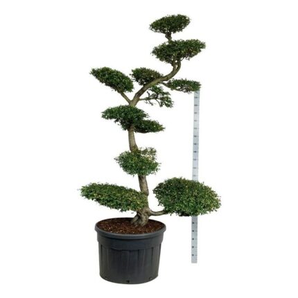 Kanelbjørk /Sørbøk  225-250 cm