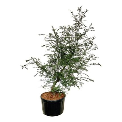 Kanelbjørk /Sørbøk  300-350