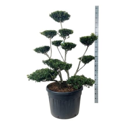 Kristorn "Green Hedge " 100-125  cm-1