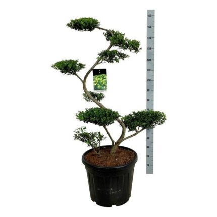 Kristorn "Green Hedge " 125  cm