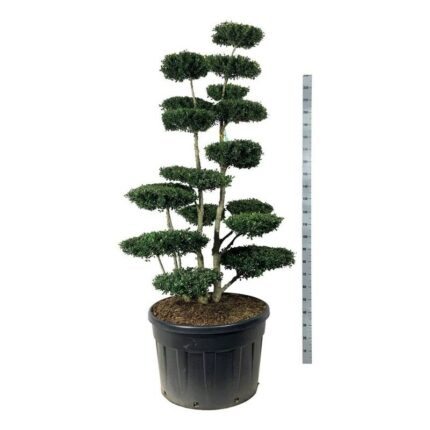 Kristorn "Green Hedge"  175-200 cm