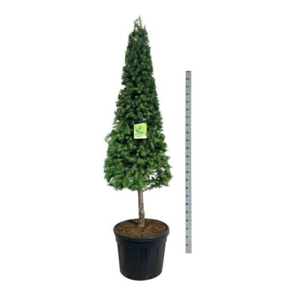 Lerk (larix kampeferi) 175-200 pyramide