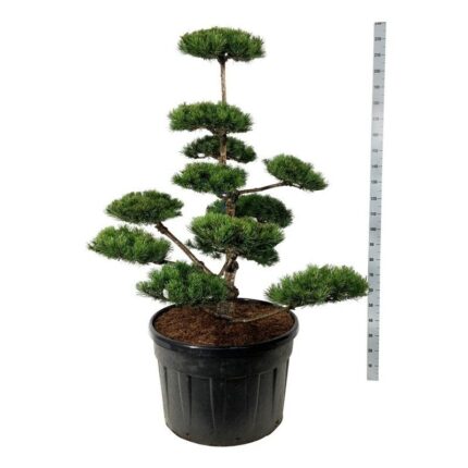Krypfuru (pinus Mugo) 125-150