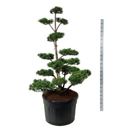 Krypfuru (pinus Mugo) 150-175