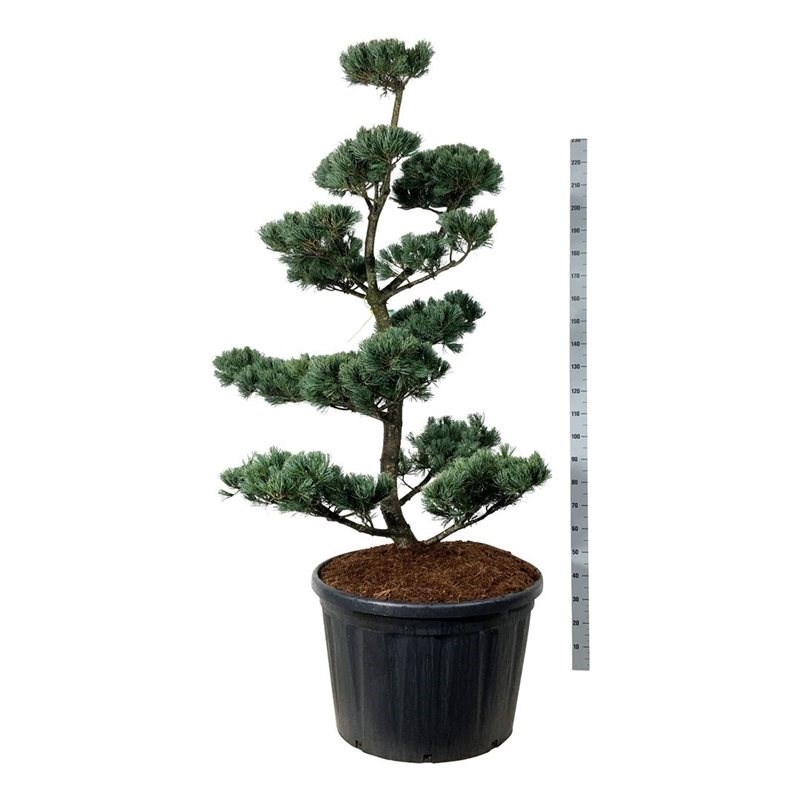 11437_PINUS-PARV-GLAUCA-175-200-CM.jpg