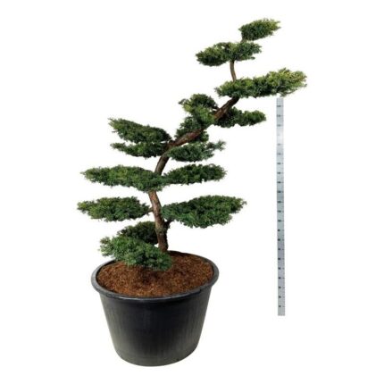 Barlind "Summergold " 200-225