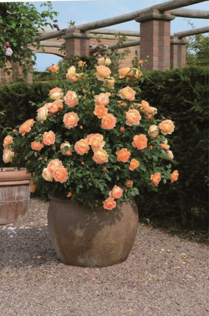 Austin rose,"Lady of Shalott", 6 l. pottestr.