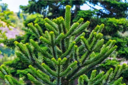 Apeskrekk "Araucaria araucana"20/25 cm, 3 l.  potte