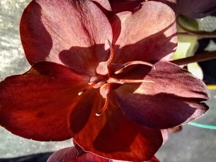 Helleborus "Star of Passion" 1,5 l