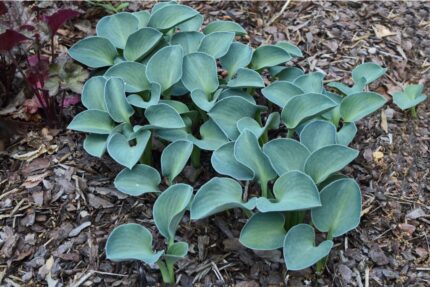 Hosta  'Blue Mouse Ears"'   P9