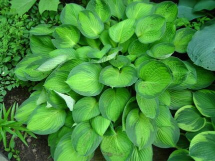 Hosta  "Gold Standard "   11 cm potte