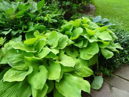 Hosta  "Guacamole "   2 l potte