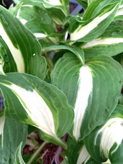 Hosta  "Night Before Christmas"   P11