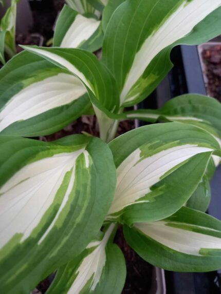 Hosta  "Undulata Mediovariegta "   P11