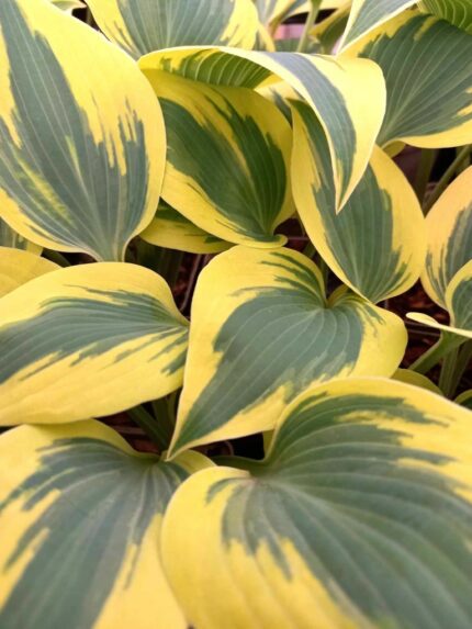 Hosta "Permafrost "   P11