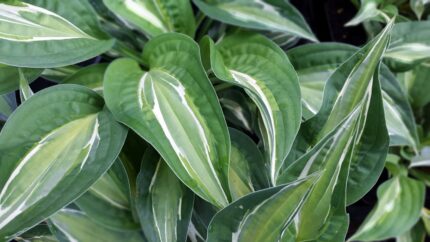 Hosta " Snake Eyes "   P11