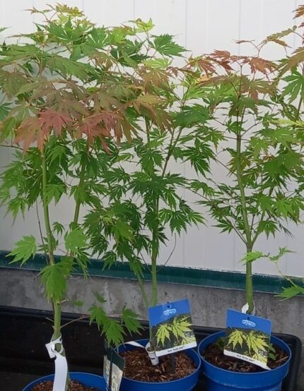 Japansk lønn "Artic Jade", 50/60  cm, C5