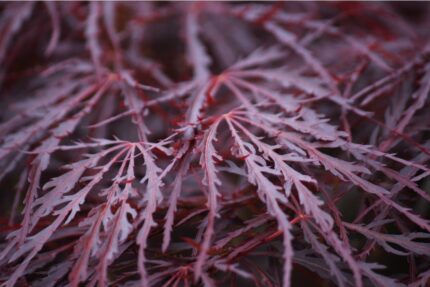 Japansk lønn "Crimson Queen", 40/50cm, 2 l potte