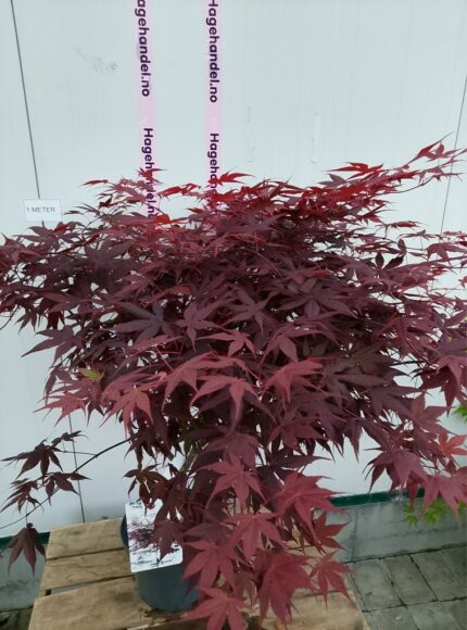 Japansk Lønn "O-kagami",salgstr. 30/40 cm,  pottestr3