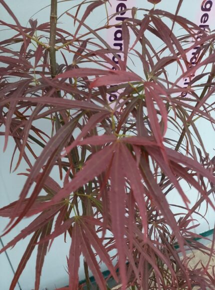 Japansk Lønn "Red Pygmy", salgstr. 50/60m, pottestr. 5 l.