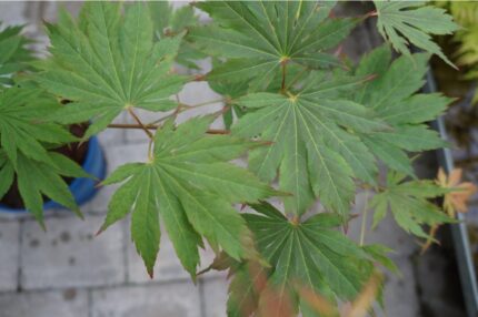 Japansk lønn "North Wind", 40/50 cm, C5