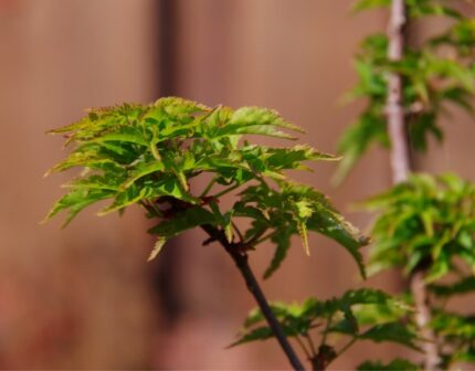 Japansk Lønn "Shishigashira", salgsstr.60/80  cm, pottestr. 5 l.
