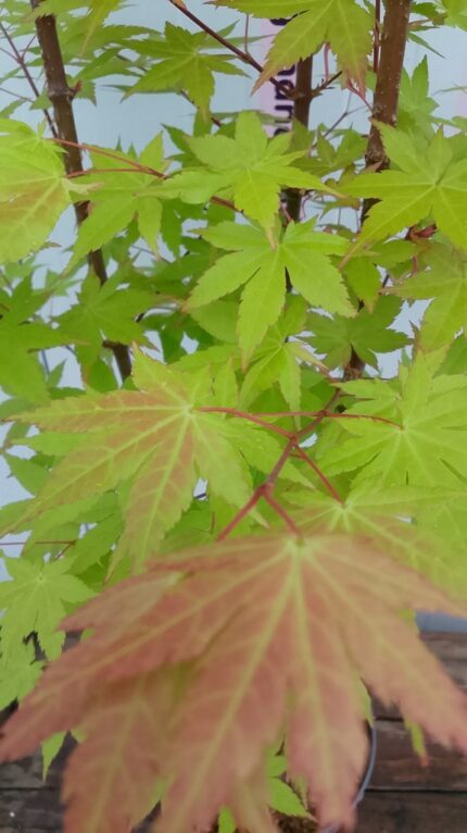 Japansk Lønn "Summer Gold", salgsstr. 50/60 cm  cm, pottestr. 3 l.