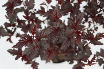 Solblærespirea "Panther", 50-60 cm, C5