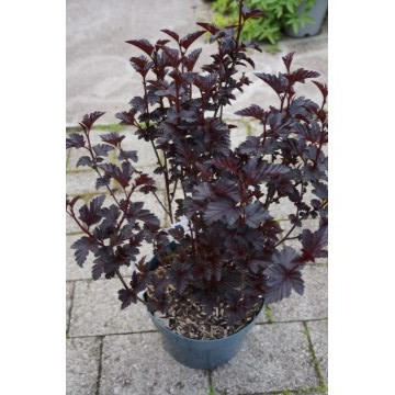 Solblærespirea "Panther", 40-50 cm, C3