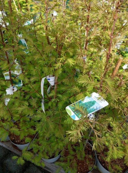 Urtidstre, Metasequoia Glyptostroboides, 60-80 cm, C5