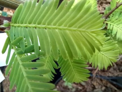 Urtidstre, Metasequoia Glyptostroboides "Blue-ish", 50-60 cm, C3